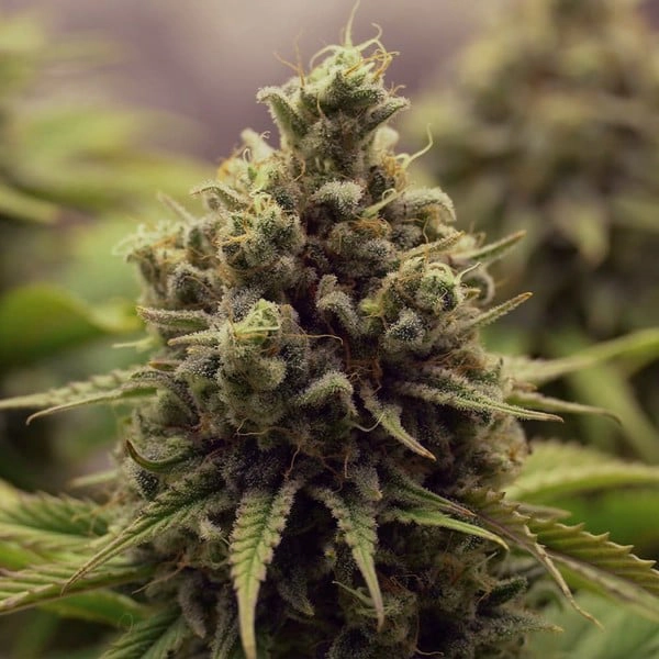 VOL 41 6 - Volcano Premium Herbstones VOL 41 6