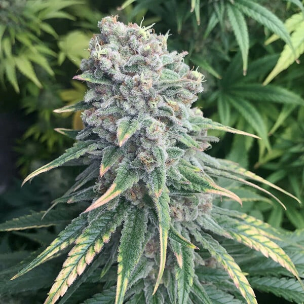 VOL 41 7 - Volcano Premium Herbstones VOL 41 7