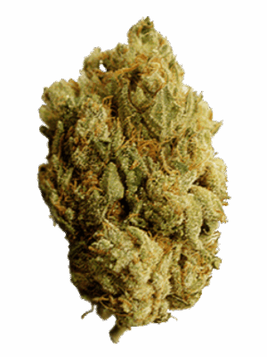 cannabis bluete