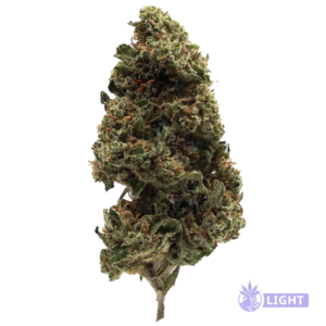 Close-up of a cannabis bud with frosty trichomes and orange hairs.