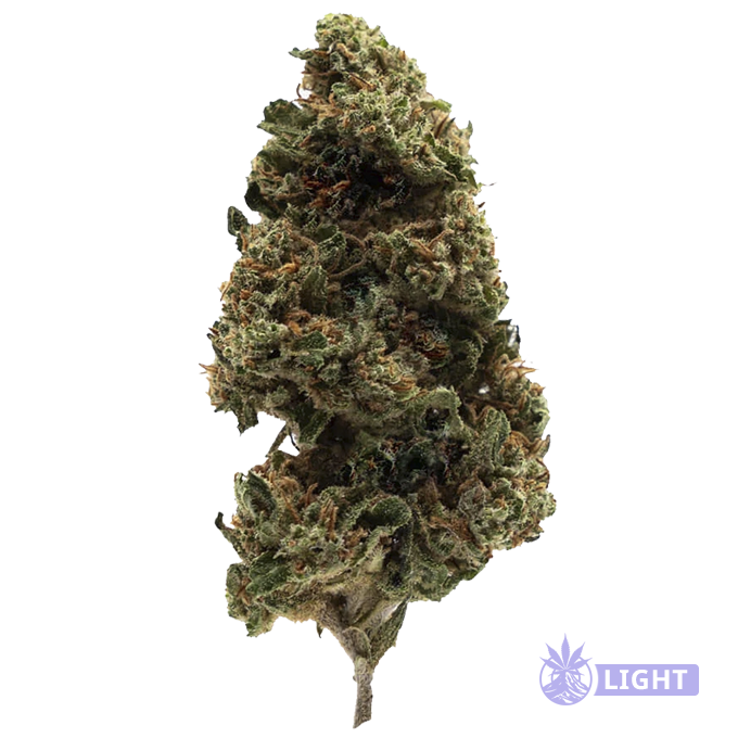 Close-up of a cannabis bud with frosty trichomes and orange hairs.
