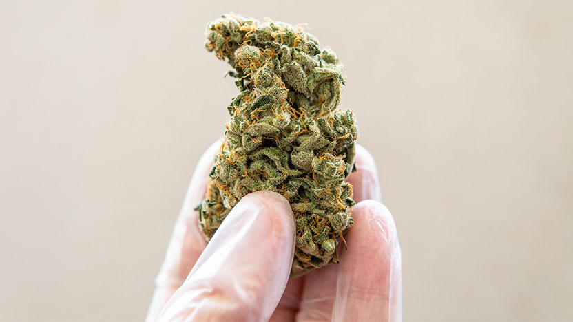 Was-sind-CBD-Blüten-einfach-erklärt