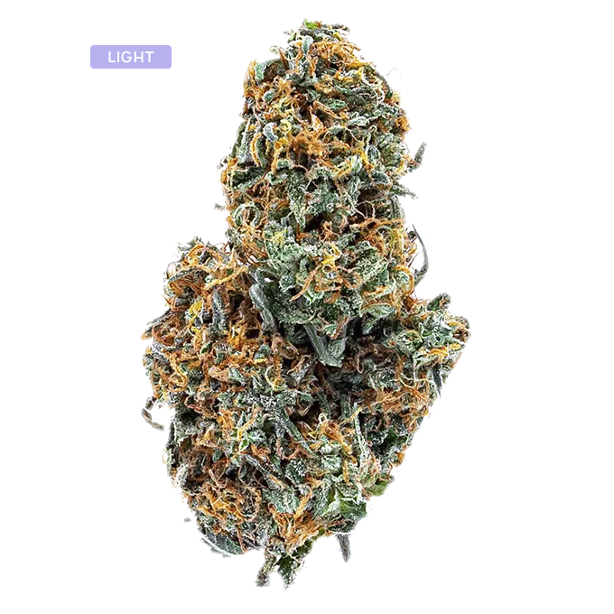 Close-up of a cannabis bud with frosty trichomes and orange pistils.